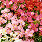 Plug Plants - Begonia Heavens Delight Mix