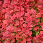 berberisorangerocket5