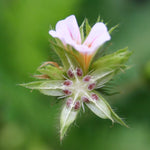 Biophytum sensitivum image2