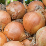 Biztro Shallot Sets