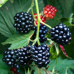 six juicy blackberry berries on stem with two young reddish ones in background