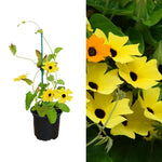 Thunbergia - 'Black Eyed Susan Vine' image1