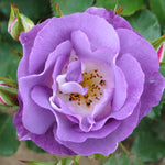 close-up of a single, fully bloomed, lavender-coloured rose. The rose has multiple layers of petals that are slightly ruffled and curl outwards. The centre of the rose is a lighter shade of lavender with yellow stamens.