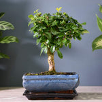Carmona Microphylla Bonsai image1