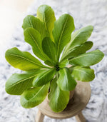 Brighamia insignis 'Hawaiian Palm' image3