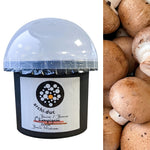 brownmushroomdomekit