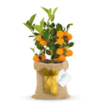 Mini Citrus Orange Tree with Hessian Gift Wrap
