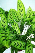Calathea Leopardina Prayer Plant in 12 cm Pot image3