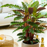calathea-rufibarba-elgergrass-p4696-53451_medium