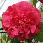 Red Camellia Japonica Plant - Blood of China