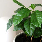 Tea Plant - Camellia Sinensis image4