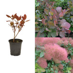 Cotinus - 'Candy Floss' image1