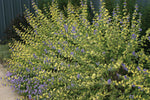 Caryopteris x clandonensis - 'Worcester Gold image1
