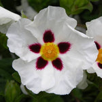 Cistus Snowfire - 2 Plants image1