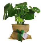 Swiss Cheese Plant Gift Wrapped image1