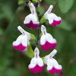 Salvia 'Cherry Lips' image1
