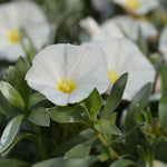 Convolvulus Cneorum image1