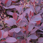 Cotinus Royal Purple