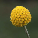 Craspedia globosa - 'Golf Beauty'
