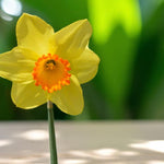 Close up of yellow daffodil in full bloom with blurred garden background.