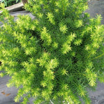 Taxus Media Densiformis - 2 Plants image3