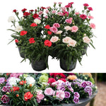 Dianthus 'Oscar' - 3 Mix Colours Plants image1