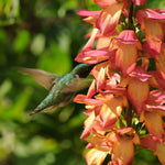 3 x Foxglove Digitalis 'Firebird' image1