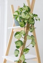 epipremnum-happy-leaf-