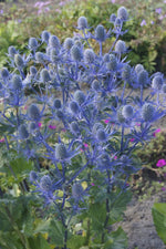 Eryngium 'Magical Blue Globe' (2 Plants) image2