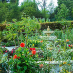 Exotic Architectural Bare Root Mix