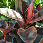 ficus4