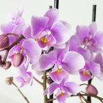 Pink Orchid Plant - Phalaenopsis Multiflora image1