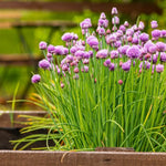 Chives Plant in 13cm Pot image1