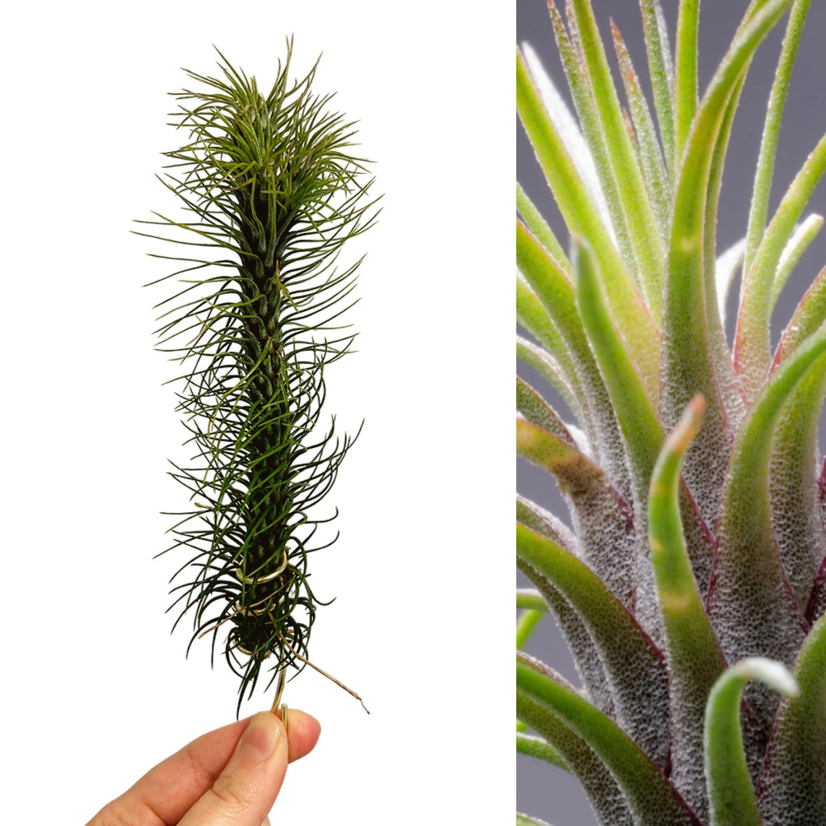 funkiana air plant Tillandsia Funckiana Air Plant