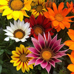 Plug Plants - Gazania Sunburst Mix