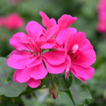 Plug Plants - Geranium Rose Pink