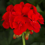 Plug Plants - Geranium Bright Red