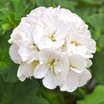 Plug Plants - Geranium White
