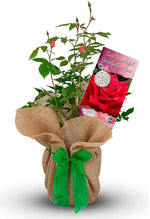 To a Wonderful Grandfather Rose Bush Gift Wrapped image1