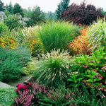 grassmix4