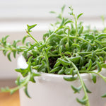 growing-string-of-dolphins-5089406-5-14d9a0ca40124f4b8e4ce78d944b860f