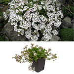 Gypsophila cerastoides - White image1
