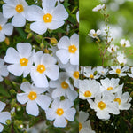2 x Halimiocistus sahucii (Sahuc Rock Rose) image1