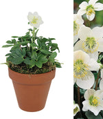 Christmas Rose Plant Gift in Terracotta Pot image1