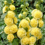 Hollyhock 'Charters Yellow' image1
