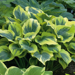 Hosta 'Liberty' (2 Plants) image1