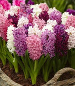 Hyacinth Pretty in Pink Bulb Mix