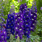 Cluster of blue delphinium dark blue black bee flowers in garden.