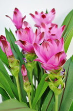 Curcuma 'Siam Splash' image2