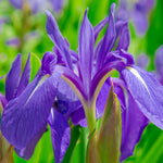 iris3